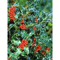 ILEX aquifolium ‘Alaska’ – Image 2