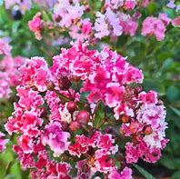 LAGERSTROEMIA indica ‘Berlingot Menthe’, Lilas des Indes Berlingot menthe