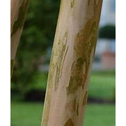 LAGERSTROEMIA indica ‘Berlingot Menthe’, Lilas des Indes Berlingot menthe – Image 2