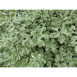 PITTOSPORUM tenuifolium Variegatum – Image 2