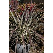 CORDYLINE Electric Flash