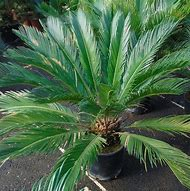 CYCAS REVOLUTA – Image 3