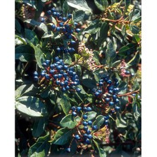 VIBURNUM tinus ( Laurier tin, viorne-tin) – Image 2